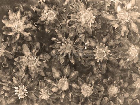 Vintage Field Of Daisies In Sepia Stock Illustration Illustration Of