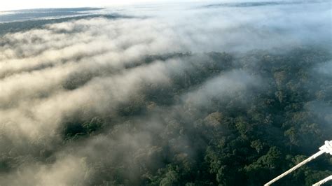 Bioma Amazônia Principais Características Clima Solo Vegetação