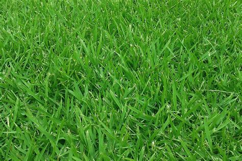 Lawn Care For Common North Texas Grasses The Sod Gods