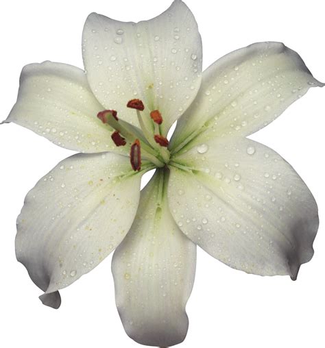 Lily Flower Png Png Image Collection
