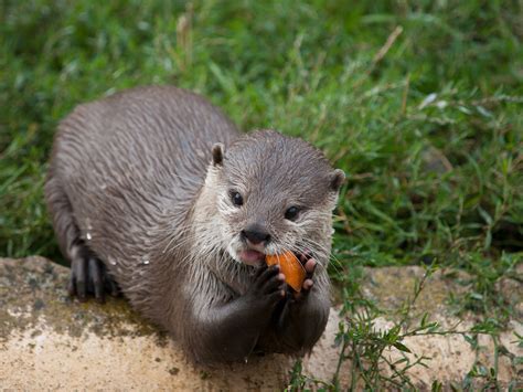 Interesting Facts About North American River Otter Animal Media