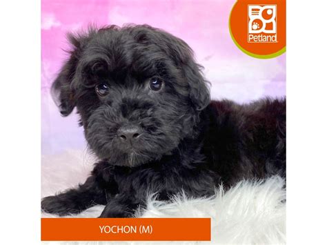 Yochon Dog Male Black 4089916 Petland Lancaster Ohio