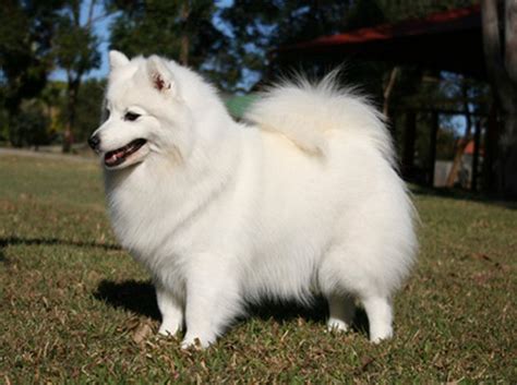 Dog Breed Of The Day Japanese Spitz