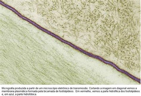 A Estrutura Da Membrana Plasmática Biologia Enem E Vestibular