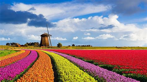tulip fields in the netherlands windmill blossoms clouds colors sky hd wallpaper pxfuel