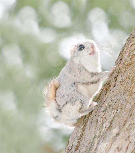 Also you can search for other artwork with our tools. Japanese And Siberian Flying Squirrels Are Probably The ...