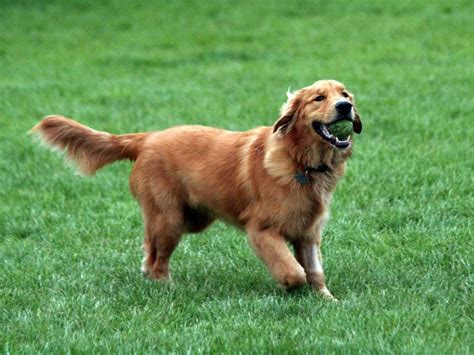 Hot Spots On Dogs And How To Address The Problem On Golden Retrievers