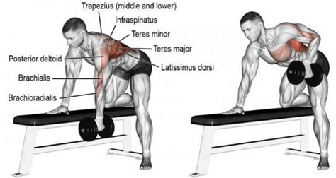 Single Arm Dumbbell Row How To Benefits Muscles Worked Variations