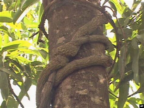 Forest Plants In Kenya Grown For Traditional Medicines