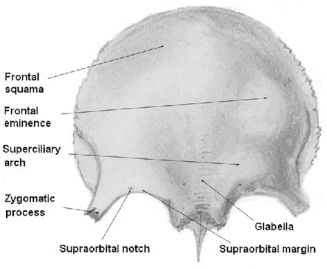 External Anatomy Of The Frontal Bone Download Scientific Diagram