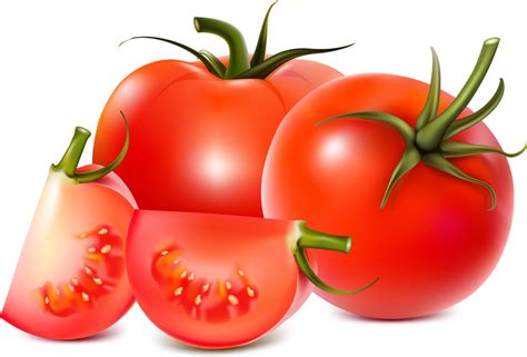 Tomatoes Vector Vector Download