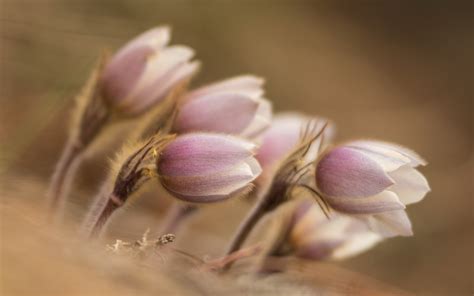 Wallpaper Flowers Nature Pollen Blossom Flower Flora Bud Petal Wildflower X