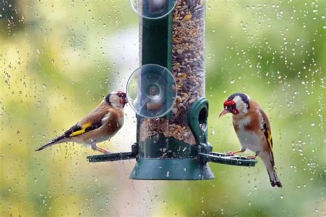 Best Bird Feeders For Rainy Weather Top 5 Picks In 2023 Bird Avid