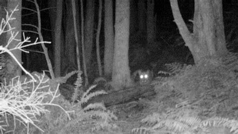 Why Animals Eyes Glow At Night And Stalked By A Cougar Story
