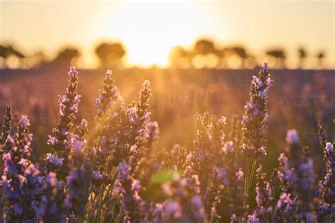 Lavender Field At Sunset Stock Photo