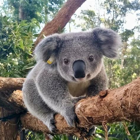 Cute Little Animals Cute Funny Animals Cute Koala Bear Baby Koala
