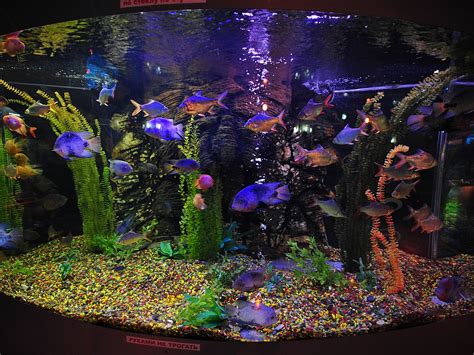46 Aquarium Wallpaper Animated
