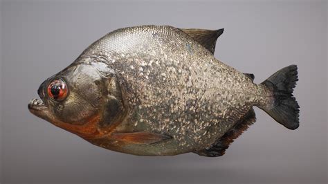 Piranha Fish Buy Royalty Free 3d Model By 3dee Mellydeeis 4fe9595