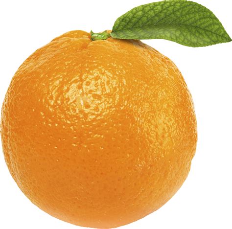 Oranje  Business Orange By Brux Dribbble Dribbble Download