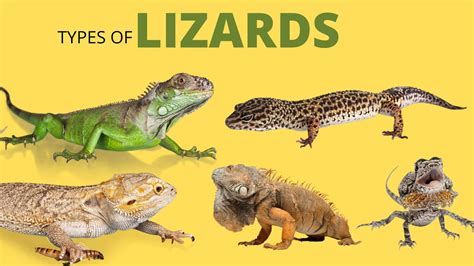 25 Types Of Lizards Learn The Names Of Lizards Species Reptiles For