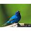 World Beautiful Birds  Indigo Bunting Interesting Facts