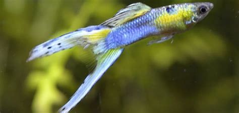 Introducing The Lyretail Guppies The Perfect Beginner Fish For Your