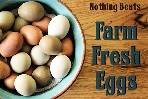 How long do fresh eggs last without refrigeration? Farm Fresh Eggs From Shooting Star Equinine Center ...