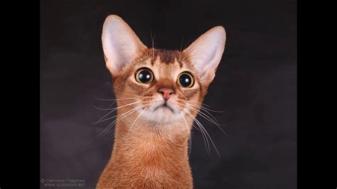 804 cat abyssinian products are offered for sale by suppliers on alibaba.com. abyssinian cat for sale new york - YouTube