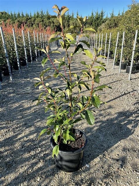 Photinia Robusta 12 Pot Hello Hello Plants