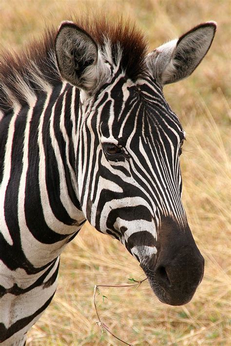 Free Zebra Stock Photo