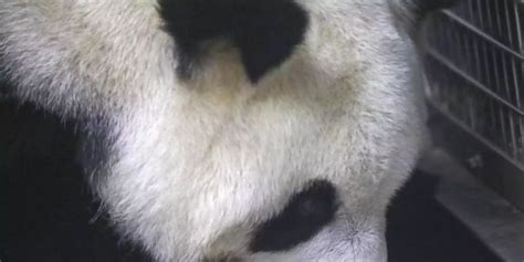 Riesenpanda Zwillinge In Belgischem Zoo Zur Welt Gekommen