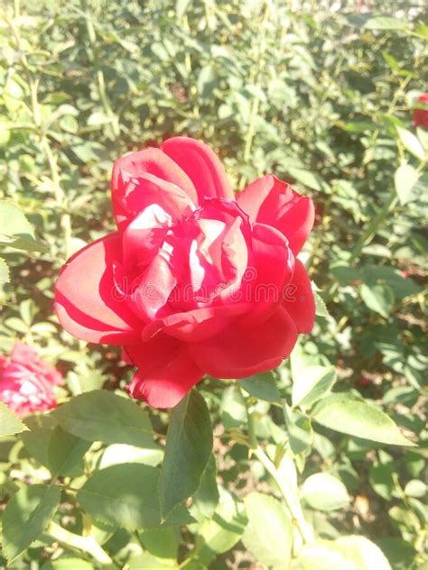 Red Rose Flower Blooming In Roses Garden On Background Red Roses