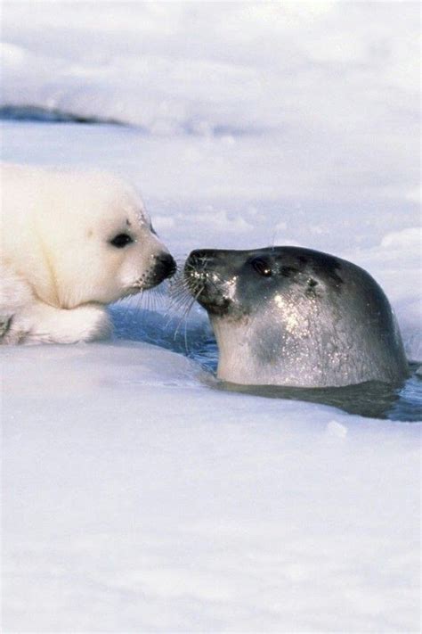 Seal Mother Popping Her Head Up A Hole In The Ice To Check In By Nose