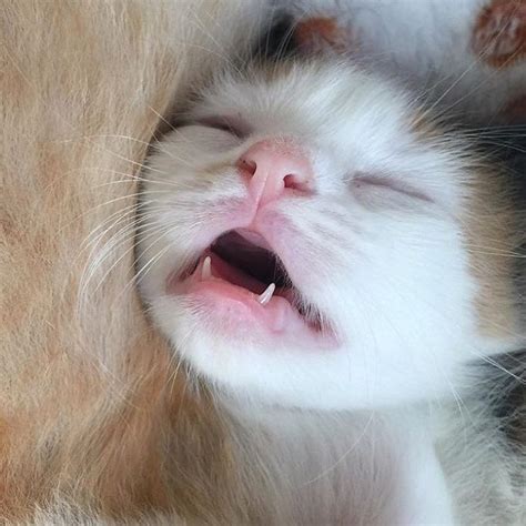 Cat Teeth Are Adorable And They Deserve Our Attention Right Now