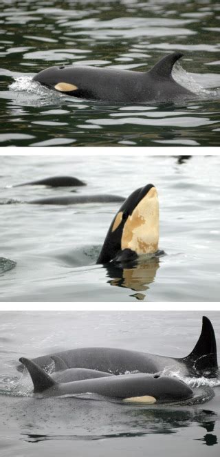 New Baby Orca Spotted With Pod Off San Juan Island Text And Video