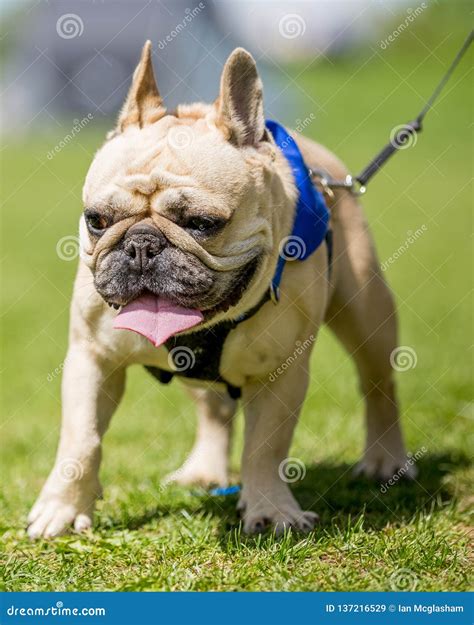 French Bulldog Walking In A Field On A Leash Stock Image Image Of