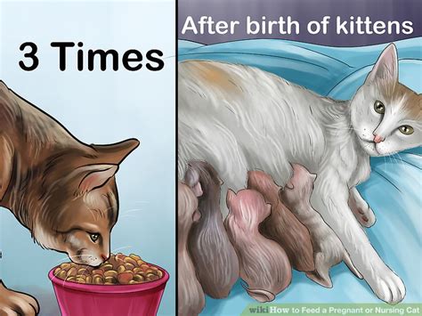 How To Feed A Pregnant Or Nursing Cat 9 Steps With Pictures