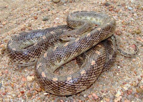 10 Snakes Found In Arizona With Pictures Pet Keen