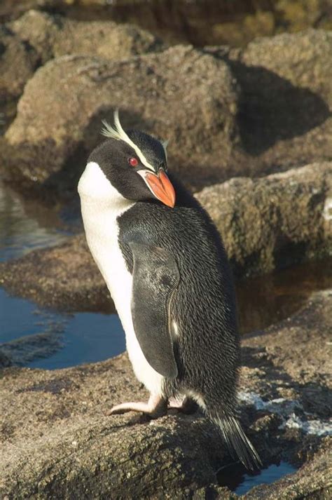 Photos Of Flightless Birds All 18 Penguin Species Page 2 Live Science