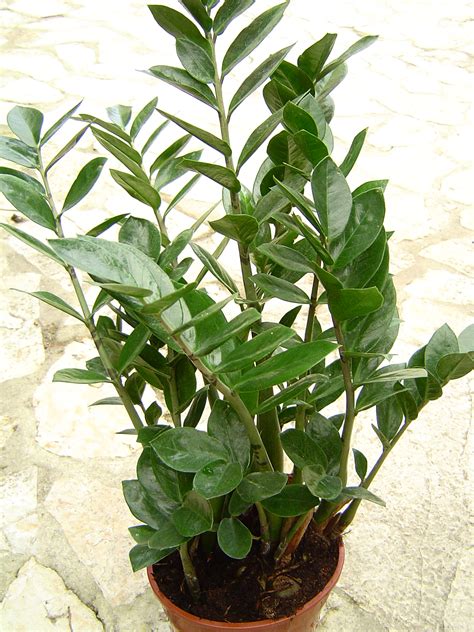 May 31, 2021 · reet bietet viele vorteile: Zamioculcas zamiifolia - Wikipedia