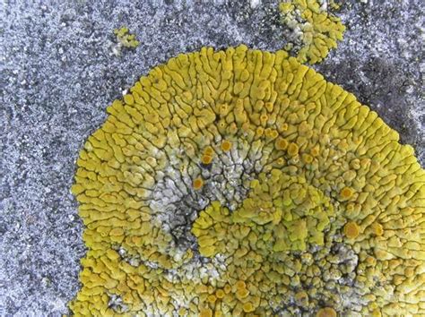 Pin On Crustose Lichens
