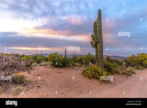 Tucson Arizona Sunset Landscape Saguaro Cactus Cholla And Ocotillo