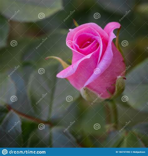A Close Up Macro Of A Delicate Pink Rosebud On A Rose Plant Stock Photo