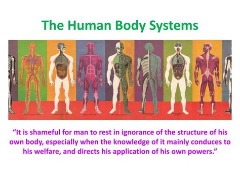 Ppt The Human Body Systems Powerpoint Presentation Free Download