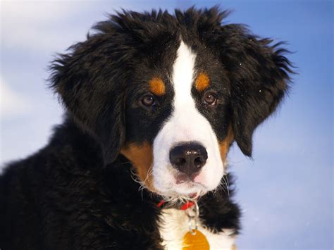 Top 15 Big Dog Breeds With Long Hair Beautiful Hairy Dogs