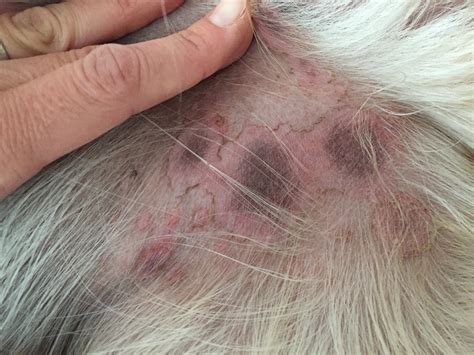 My Dog Has A Red Scaly Itchy Rash On His Belly Some Of The Spots Are