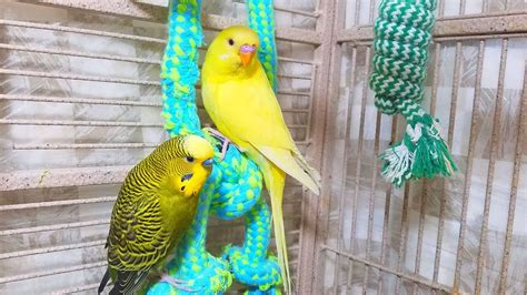 12 Hours Budgies Chirping Parakeets Sounds Reduce Stress Nature Bird