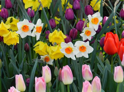 Tulips And Daffodils Garden Inspiration Daffodils Tulip Festival
