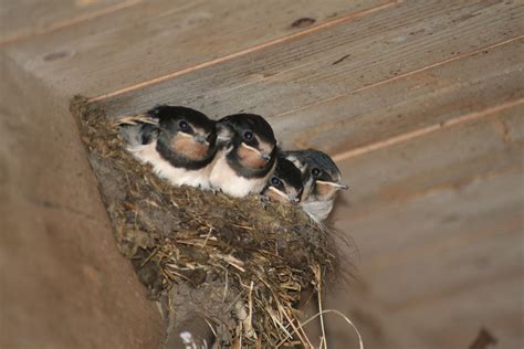 Broedende Vogels Op Het Erf Maken Je Blij Noordoostpolder