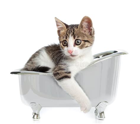 Cat In The Bathtub Stock Image Image Of View Attention 35982391